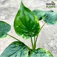 ราคา Alocasia cucullata variegata ต้นนางกวักด่าง กวักใบโพธิ์ ด่างทอง ด่างเหลือง และด่างเขียว ไม้ด่าง ไม้มงคล กวักเรียกทรัพย์ จัดส่ง เป็นต้นเล็กกระถาง 4 นิ้ว (21704461145)