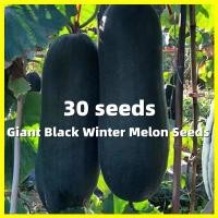 ราคา ฟักดำยักษ์ เมล็ดพันธุ์ฟักดำยักษ์ Giant Black Winter Melon Seeds งอกง่าย 30เมล็ด ซอง ทานอร่อย ผลใหญ๋ยักษ์ เมล็ดฟักดำยักษ์ เมล็ดพันธุ์ฟักหอม High Yield Wax Gourd Seeds Organic Vegetable Plants Seeds F1 