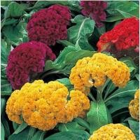 ราคา 100 เมล็ด หงอนไก่ หงอนไก่ดง หงอนไก่ดอกกลม หงอนไก่ฟ้า สีสรรสุดุดเด่น Cockscomb Celosia Seeds สายพันธุ์ Mix Flower (21719454637)