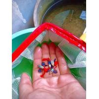 ราคา ปลาหางนกยูง ราคาต่อคู่ ผ ม รวมสายพันธุ์ยอดนิยมบ่อบัว พร้อมแถม อาหารปลาหาง นกยูงทุกกล่อง (22003154997)