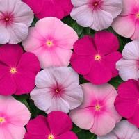 ราคา 20 เมล็ด ดอกแพงพวย แพงพวยฝรั่ง เมล็ดดอกไม้ Vinca Periwinkle Seeds สายพันธุ์ Bubble Gum Mix (21272008107)