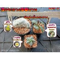 ราคา จัดเซ็ต 6 กระถาง 50 บาท และ 3กระถาง 50 บาท จัดส่งทั้งกระถาง ต้นกระบองเพชร ต้นแคคตัส แคคตัส กระบองเพชร (21258969775)