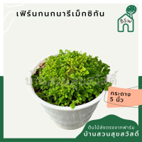 ราคา เฟิร์นกนกนารีเม็กซิกัน กระถาง 4 นิ้ว (21616113071)
