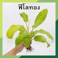ราคา ต้นฟิโลเดรนดรอน ต้นฟิโลทอง จำนวน 1 ช่อ พร้อมส่ง ต้นไม้มงคล ไม้ประดับ ต้นไม้ฟอกอากาศ ต้นไม้เลี้ยงในน้ำ philodendron (12491585869)