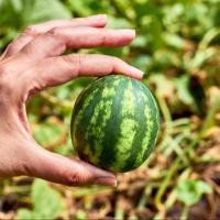 ราคา แตงโมจิ๋ว แตงโมคอนโด 10แถม1 ถูกที่สุด10 บ เมล็ดพันธุ์แตงโมจิ๋ว 5 30เมล็ด งอกง่าย โตไว ลูกดก แตงโมกระถาง แตงโมแคระ (22051086269)