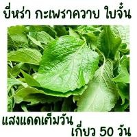 ราคา 100 เมล็ด เมล็ดพันธุ์ยี่หร่า กะเพราควาย ใบจั๋น ใบจันท์ (21956254747)