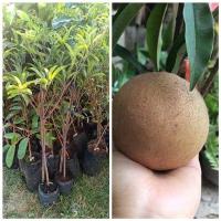 ราคา ต้นละมุดสาลี่ยักษ์ หรือ ละมุดเวียดนาม หรือ ละมุดทูอินวัน ลำต้นสูง 70 90 ซม จัดส่งพร้อมถุงชำ ต้นไม้แข็งแรง ทุกต้น เรารับประกันจัดส่งห่ออย่างดี (20977763081)