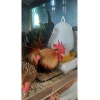 ราคา ไข่ไก่แจ้ลุ้นเชื้อสีป่าเหลือง 1ชุด5ฟอง (21697812504)