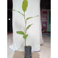 ราคา ต้นยางนาขนาด30เซนติเมตร ชุด 10 ต้น 180 บาท (9952820305)