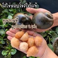ราคา ไข่หอยโข่งใต้ รังหอยโข่งใต้ พันธุ์แท้ 100 (21157012758)