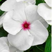 ราคา 100 เมล็ด ดอกแพงพวย Cayenne Jasmine แพงพวยฝรั่ง ออกดอก ตลอดปี Vinca Flower Seeds สายพันธุ์ Vitalia Vinca Polka (21347281490)