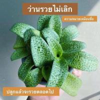 ราคา ว่านรวยไม่เลิก ไม้ประดับ ไม้มงคล ปลูกเรียกเงินเรียกทอง 3 นิ้ว (1746344197)