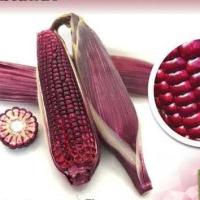 ราคา เมล็ดพันธุ์ ข้าวโพดข้าวเหนียวหวาน มณีแดง สีแดง จำนวน 30 35 เมล็ด พร้อมส่ง เหนียวนุ่ม รสชาติหวานข้าวโพดข้าวเหนียวหวาน มณีแดง เมล็ดพันธุ์ผัก (21905202827)