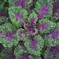 ราคา 50 เมล็ด เมล็ดเคล เคลแดงรัสเซีย Red Russian Kale เมล็ดผักสวนครัว ปลูกได้ทุกที่ ปลูกผักทาน ปลอดสารพิษ (21725107595)
