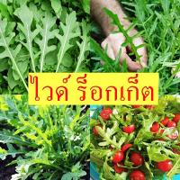 ราคา ไวด์ ร็อคเก็ต ถูกที่สุด10 บ เมล็ดพันธุ์ไวด์ ร็อคเก็ต100 เมล็ด งอกดี โตไว ทานอร่อย (21523531930)