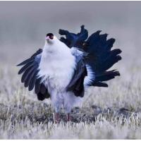 ราคา เชื้อไข่ไก่ฟ้าหูสีขาว White Eared Pheasant ไก่สายพันธุ์นำเข้าถูกกฏหมาย (21890636213)
