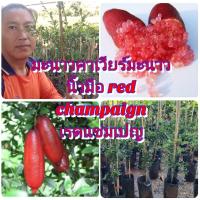 ราคา มะนาวคาเวียร์ หรือ มะนาวนิ้วมือ เรดแชมเปญ ผลแดง เนื้อในเป็นเม็ดเหมือนไข่ปลาคาเวีย รส เปรี้ยวอมหวาน ต้นพันธุ์เสียบยอดสูง 50 60 cm แข็งแรงพร้อมปลูกรับประกันสายพันธุ์แท้ 100 (21410258377)