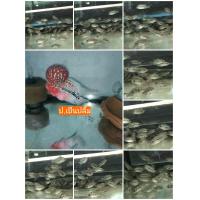 ราคา FH ปลาหมอสีฟลาวเวอร์ฮอร์นขนาด 2 5 ซม (22007014832)