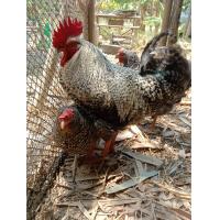 ราคา ไข่เชื้อไก่บาร์พลี ราคาแพ๊คละ 6 ฟองครับ พ่อแม่อายุ เกือบๆ 1 ปี ไข่ล็อต 2 ณ ตอนนี้ (21831465401)