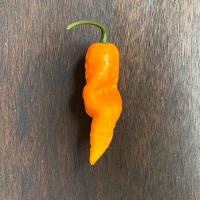 ราคา Fresh Ghost Pepper or Bhut Jolokia pepper 1 2M SHU 1PepperRedYellow (22022175127)