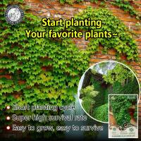 ราคา การจัดส่งที่รวดเร็ว ปลูกง่าย 6เมล็ด ซอง ชุดพร้อมปลูก ต้นไม้เลื้อย บอสตันไอวี่ boston ivy creepers Climbing Plant ไม้เลื้อย ไม้ประดับ บอนไซ ต้นไม้ ต้นไม้ฟอกอากาศ พันธุ์ดอกไม้ ดอกไม้ปลูก แต่งบ้านและสวน 