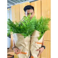 ราคา Fern เฟินนาคราช ต้นเฟิร์น (21927897646)