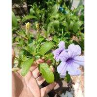 ราคา ต้นต้อยติ่งไทย ต้นเปาะแปะ อังกาบ ถอนสดส่งสำหรับทำยา 100ต้น 99 บาท Cracker plant ปลอดสารพิษจากสวน สมุนไพรไม้เป็นยา ดอกม่วงสวย ช่วยบรรเทาสารพิษตกค้าง ต้อยติ่งนา น้ำดับไฟ เป๊าะแป๊ะ อังกาบฝรั่ง popping po