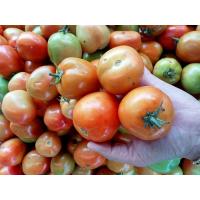ราคา สดจากไร่ มะเขือเทศท้อ มะเขือเทศใหญ่ 1 กก 50บาท ราคาส่ง ราคาถูก (20992725051)