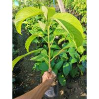 ราคา ต้นละไม แบบเสียบยอด ความสูง 40 60ซม สินค้าเสียหายระหว่างขนส่งเคลมให้ฟรี (22020290314)