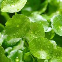 ราคา 500 เมล็ด ใบบัวบก ผักหนอก ปะหนะเอขาเด๊าะ บัวบก ผักแว่น Centella asiatica Seeds (21738009546)