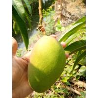 ราคา มะม่วง มะพร้าวปากีสถาน มะม่วงมะพร้าว ผิวเปลือกสีเขียว ผลใหญ่คล้ายมะพร้าวและเนื้อกรอบคล้ายเนื้ (7644870369)