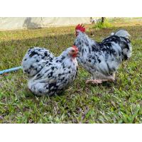 ราคา ไข่เชื้อไก่มินิโคชินไก่สวยงามสีแพนด้าคละเพศ ฟักง่ายฟักตู้ 4 ฟอง ต่อชุด (22064737553)