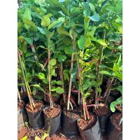 ราคา ต้นมะกรูดหอมใบใหญ่ กิ่งเสียบยอด ต้นแข็งแรงพร้อมส่ง ต้นมะกรูดใบหอม พร้อมเก็บใบได้เลย สูง65 80ซ ม เพื่อหนูจ ลพบุรี ยอดขายมากกว่า 1 แสนต้นต่อปี มีขายตลอด แบบเสียบยอด พร้อมปลูก ต้นมะกรูด เป็นไม้ยืนต้นสวนค