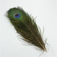 ราคา 20 ชิ้นนกยูงธรรมชาติตก แต่งงานปาร์ตี้ดาบนกยูงขนนกประดับเครื่องประดับแจกัน แต่งงานชิ้นกลาง (21806510171)