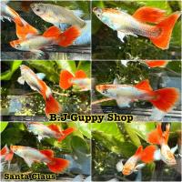 ราคา ปลาหางนกยูง ราคาต่อคู่ ผ ม รวมสายพันธุ์ยอดนิยมบ่อบัว พร้อมแถม อาหารปลาหาง นกยูงทุกกล่อง (22003298004)