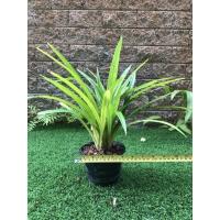 ราคา ต้นเตยหอม ใบเตย ผักสวนครัว ต้นละ 59 บาท 2 ต้น 100 บาท คละได้ (9776177976)