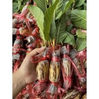 ราคา กิ่งตอนฝรั่งกิมจู รากดี (22051762110)