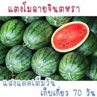 ราคา เมล็ดพันธุ์ แตงโม จินตหรา 22 เมล็ด (21956409651)
