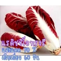 ราคา เมล็ด พันธุ์ แรดิชชิโอ Radicchio ทรงรี 150เมล็ด (21956400721)