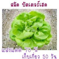 ราคา เมล็ด พันธุ์ สลัด บัตเตอร์เฮด 100 เมล็ด (21956266697)