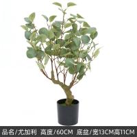 ราคา ต้นยูคาลิปตัสใบกลม Eucalyptus polyanthemos ไม้ปลอม ต้นไม้ประดิษฐ์ ของตกแต่งบ้าน THAILUCKY (21905039800)