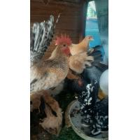 ราคา ไข่เชื้อไก่แจ้ ขาสั้นคละสี ชุด5ฟอง แถม1 (21553461877)