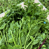 ราคา เมล็ดพันธุ์ เมล็ดผักปรัง ผักปลัง ผักปัง ผักปลังเขียว 300 เมล็ด 10 แถม 1 คละได้ (13390111531)