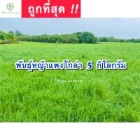 ราคา บรรจุ 5 กิโลกรัม พันธุ์หญ้าแพงโกล่าสำหรับปลูก หญ้าเลี้ยงสัตว์ หญ้าแพงโกล่า (18359262132)