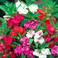 ราคา 50 เมล็ด ดอกเทียน Impatiens balsamina Seeds เทียนบ้าน ดอกซ้อน ดอกคละสี (21346231487)