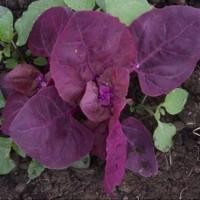 ราคา 100 เมล็ด ผักปวยเล้งญี่ปุ่น ใบม่วง ปวยเล้ง หรือ ปวยเหล็ง ผักโขมญี่ปุ่น Komatsuna Spinach Seeds (21898895737)