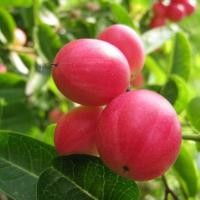 ราคา 20 เมล็ด Carissa carandas มะม่วงหาวมะนาวโห่ มะนาวไม่รู้โห่ (21379023564)