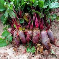 ราคา 50 เมล็ด บีตรูต บีทรูท ผักกาดหัว Beta Vulgaris Beetroot Alexis Seeds (21548442291)
