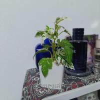 ราคา ต้นไม้มงคล ต้นไม้ปลอม 39 บาท 3 ต้น 100 บาท เสริมโต๊ะทำงาน (11116335268)