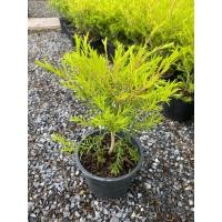 ราคา ต้นหลิวทอง หลิวยอดทอง มี 4 ขนาดให้เลือก 6 8 11 นิ้ว (22009301030)